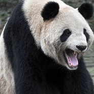 Panda Attack