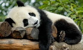 Officially: No More Google Panda Updates This Year