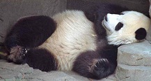 Panda Still Sleeping Until 2012
