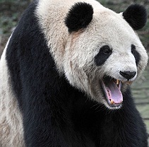 Google Panda Update January 2012 – Just a Minor Attack