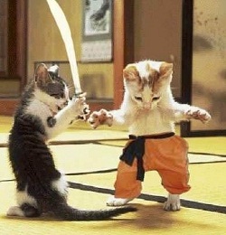 Cat War