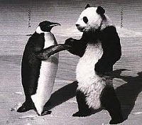 Panda and Penguin Together