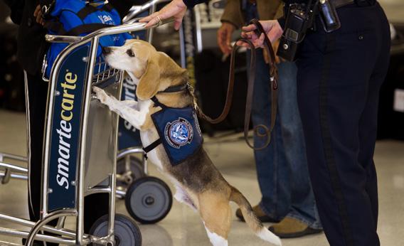Why Use Synthetic Scents To Train Dogs In Drug Detection