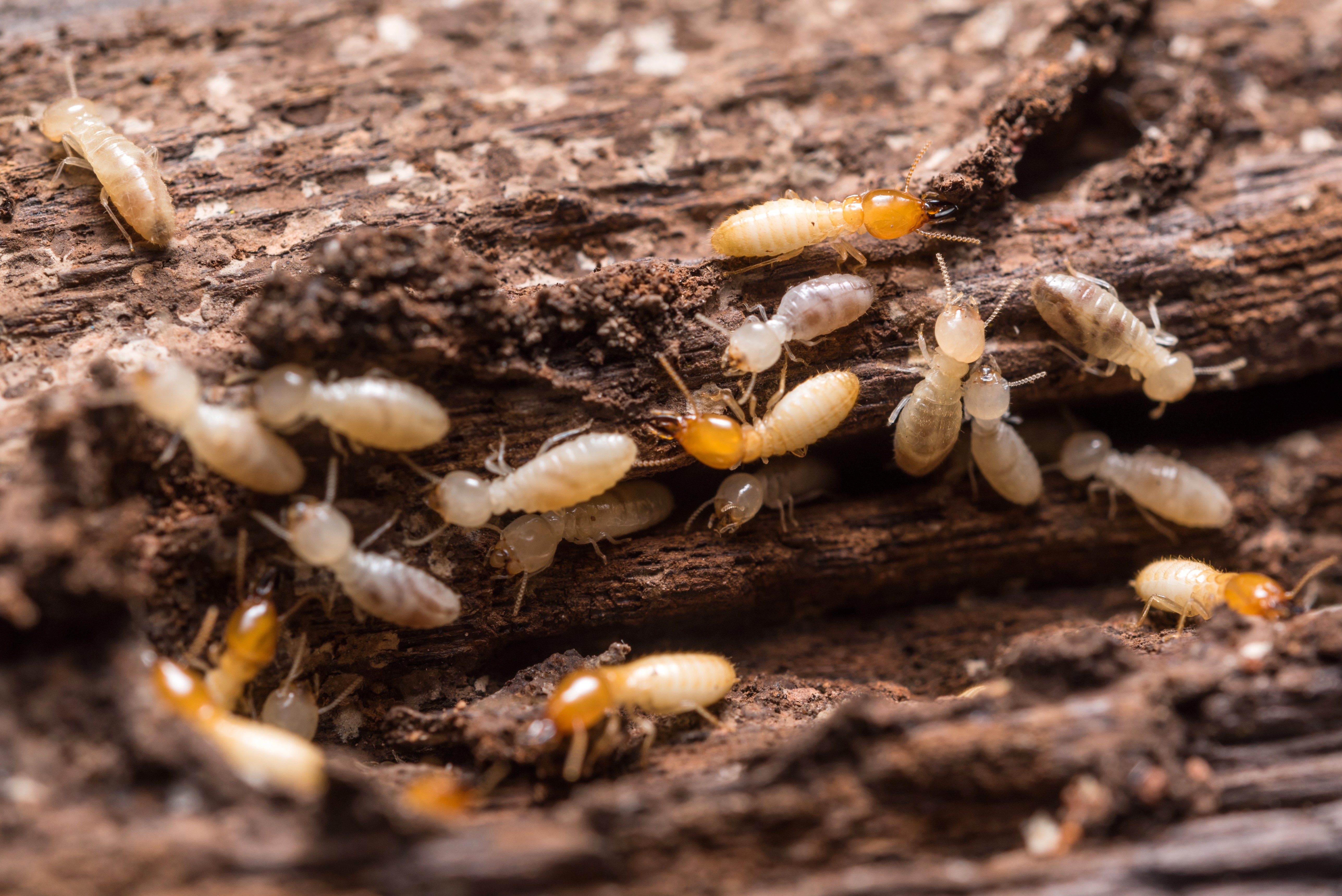 signs you have termites