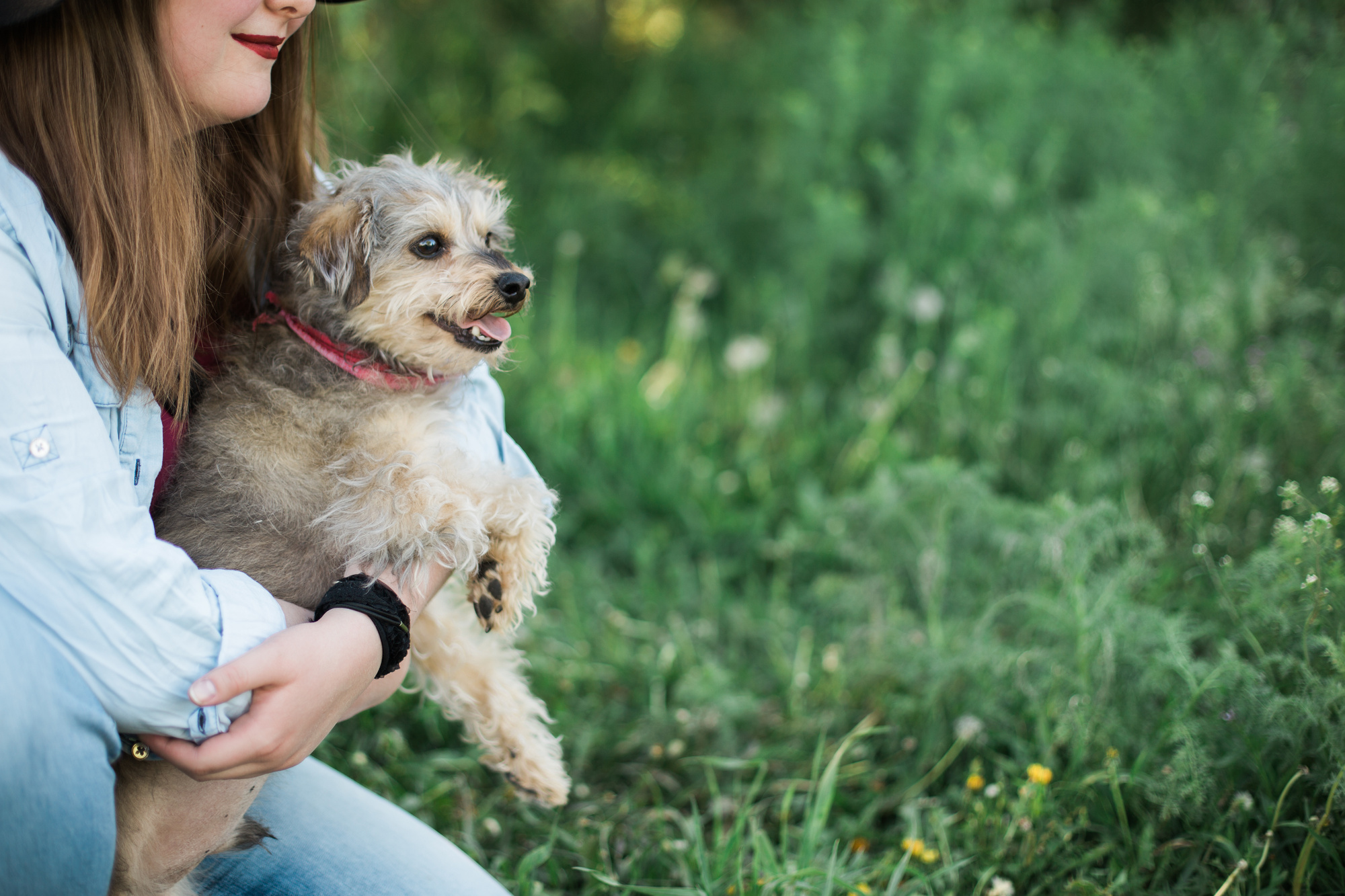 emotional support animal laws