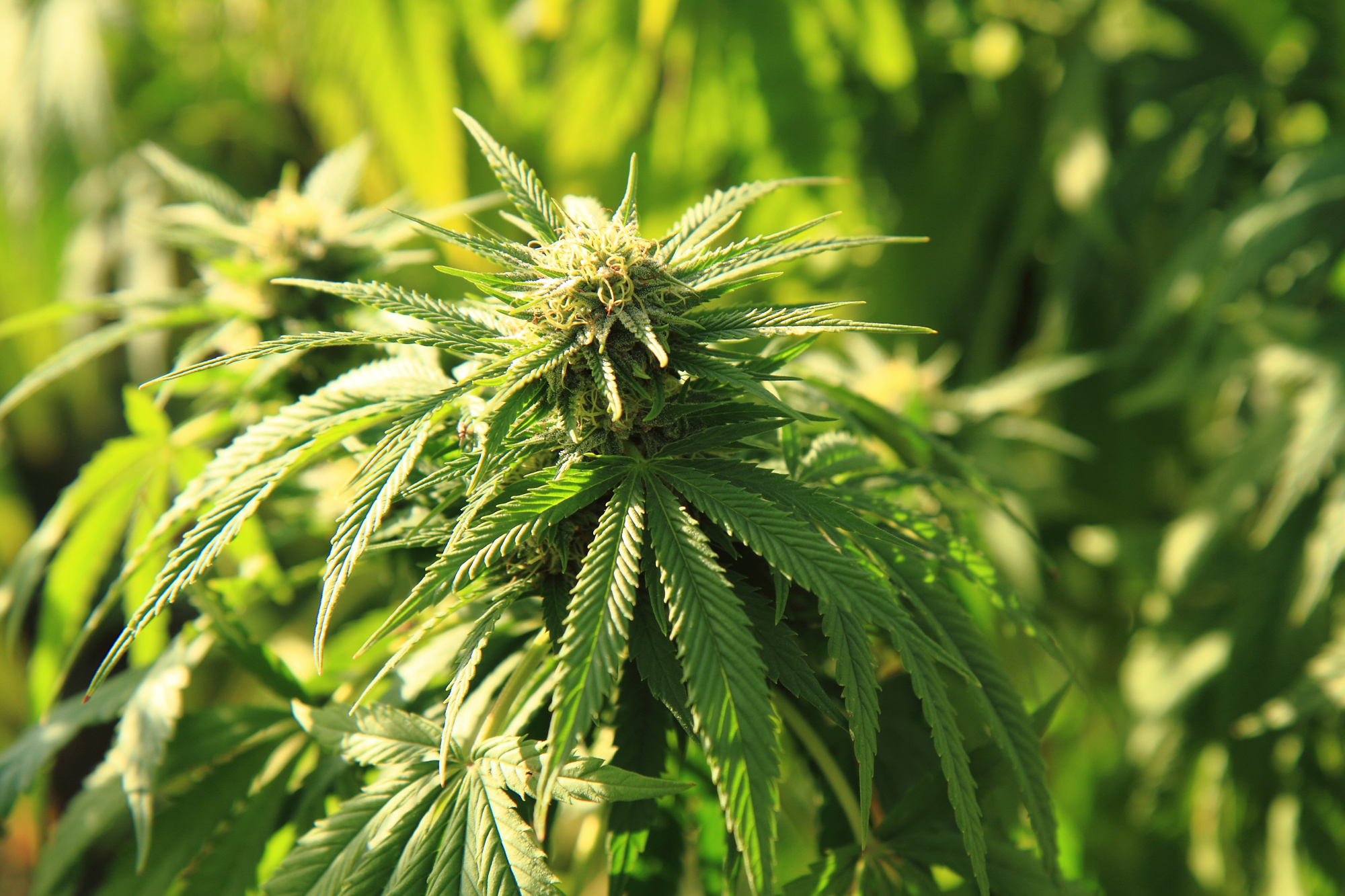 interesting facts about marijuana