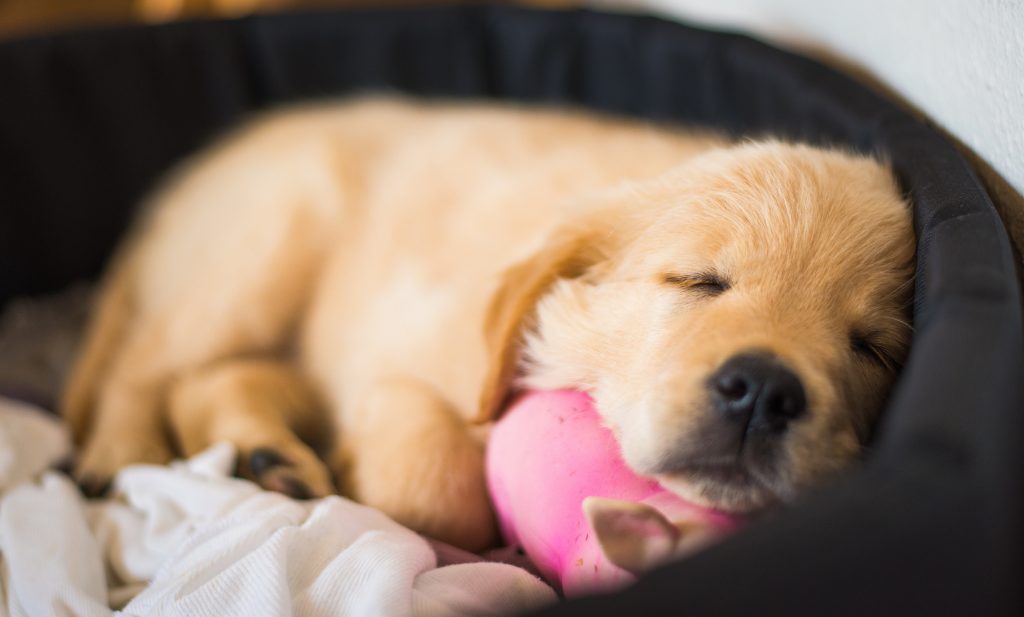 The Top 10 Pet Products You Need for Your New Puppy