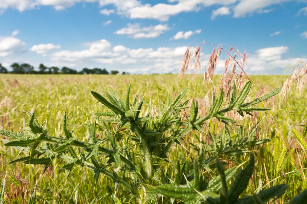 7 Benefits of Hiring Professional Weed Control Services