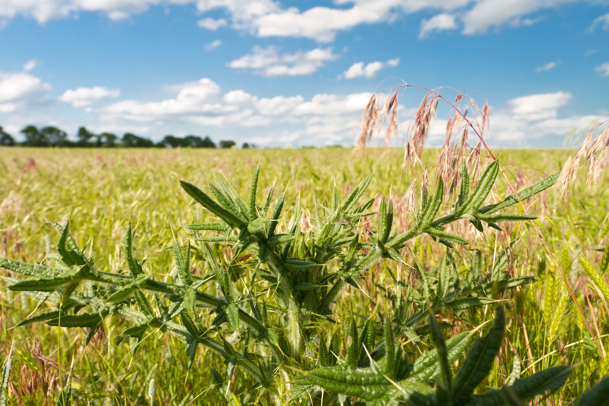 Professional Weed Control Services